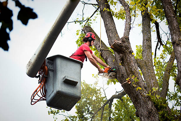 Best Tree Preservation Services  in Theresa, WI